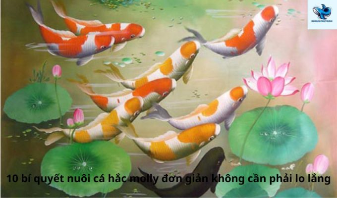 10 bí quyết nuôi cá hắc molly đơn giản không cần phải lo lắng