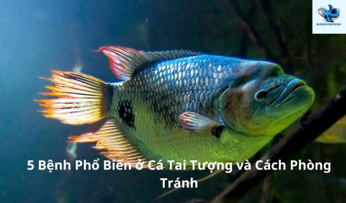 5 Bệnh Phổ Biến ở Cá Tai Tượng và Cách Phòng Tránh