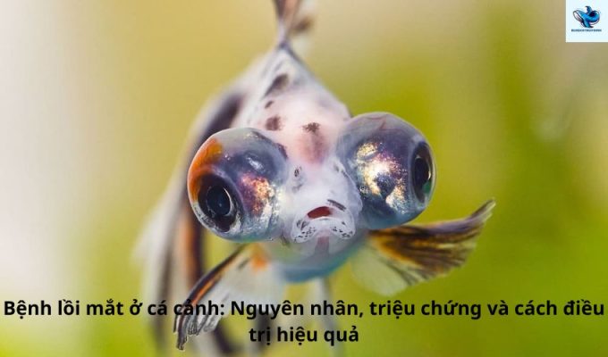 Bệnh lồi mắt ở cá cảnh: Nguyên nhân, triệu chứng và cách điều trị hiệu quả