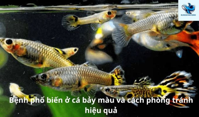 Bệnh phổ biến ở cá bảy màu và cách phòng tránh hiệu quả