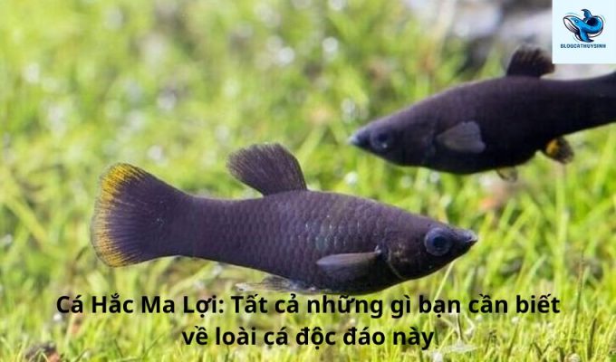 Cá Hắc Ma Lợi: Tất cả những gì bạn cần biết về loài cá độc đáo này