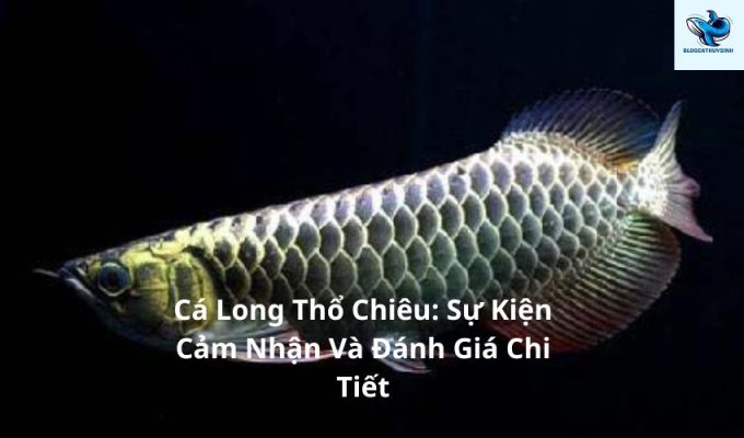 Cá Long Thổ Chiêu: Sự Kiện Cảm Nhận Và Đánh Giá Chi Tiết