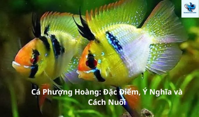 Cá Phượng Hoàng: Đặc Điểm, Ý Nghĩa và Cách Nuôi