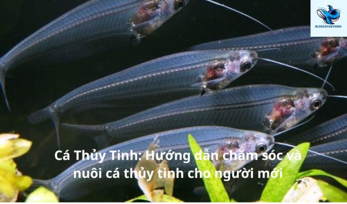 Cá Thủy Tinh: Hướng dẫn chăm sóc và nuôi cá thủy tinh cho người mới