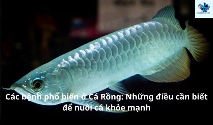 Các bệnh phổ biến ở Cá Rồng: Những điều cần biết để nuôi cá khỏe mạnh