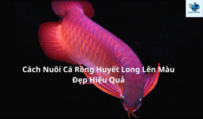 Cách Nuôi Cá Rồng Huyết Long Lên Màu Đẹp Hiệu Quả