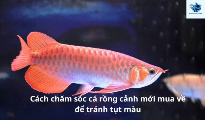 Cách chăm sóc cá rồng cảnh mới mua về để tránh tụt màu