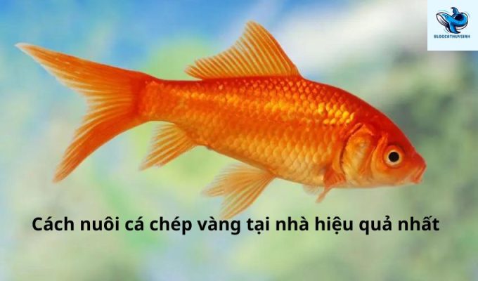 Cách nuôi cá chép vàng tại nhà hiệu quả nhất