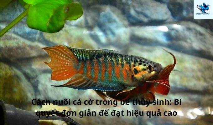 Cách nuôi cá cờ trong bể thủy sinh: Bí quyết đơn giản để đạt hiệu quả cao