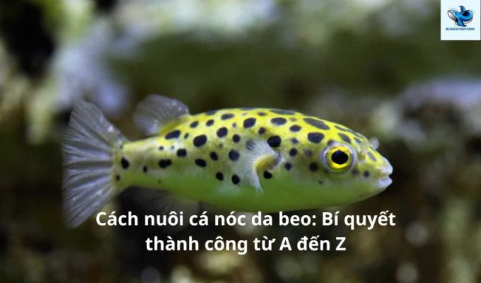 Cách nuôi cá nóc da beo: Bí quyết thành công từ A đến Z