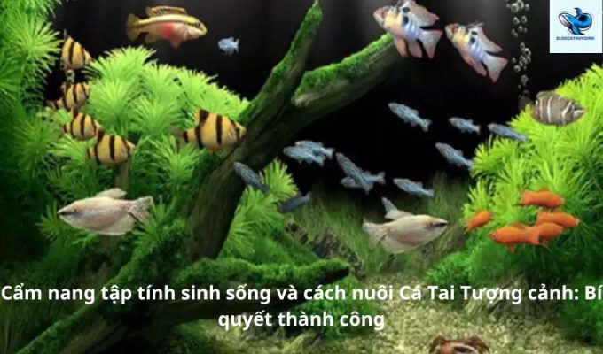 Cẩm nang tập tính sinh sống và cách nuôi Cá Tai Tượng cảnh: Bí quyết thành công