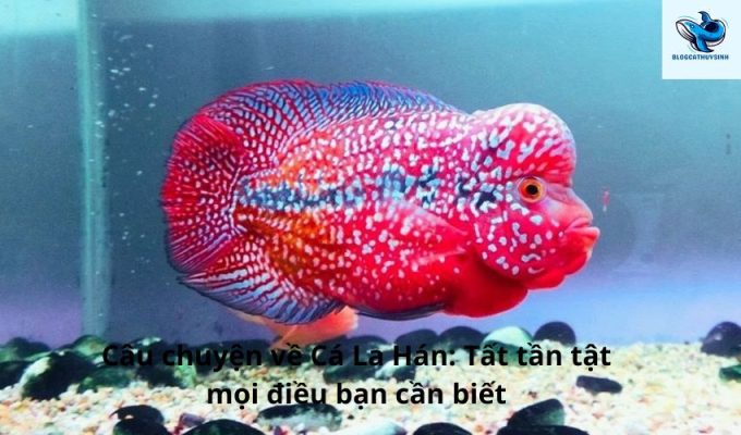 Câu chuyện về Cá La Hán: Tất tần tật mọi điều bạn cần biết