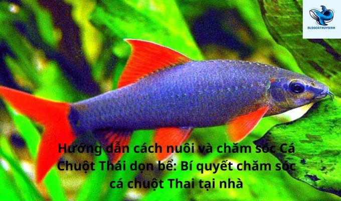 Hướng dẫn cách nuôi và chăm sóc Cá Chuột Thái dọn bể: Bí quyết chăm sóc cá chuột Thai tại nhà