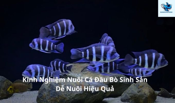 Kinh Nghiệm Nuôi Cá Đầu Bò Sinh Sản Dễ Nuôi Hiệu Quả