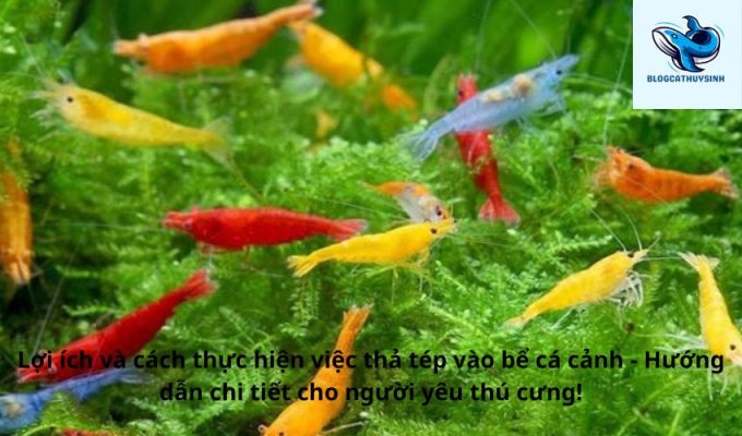 Lợi ích và cách thực hiện việc thả tép vào bể cá cảnh - Hướng dẫn chi tiết cho người yêu thú cưng!