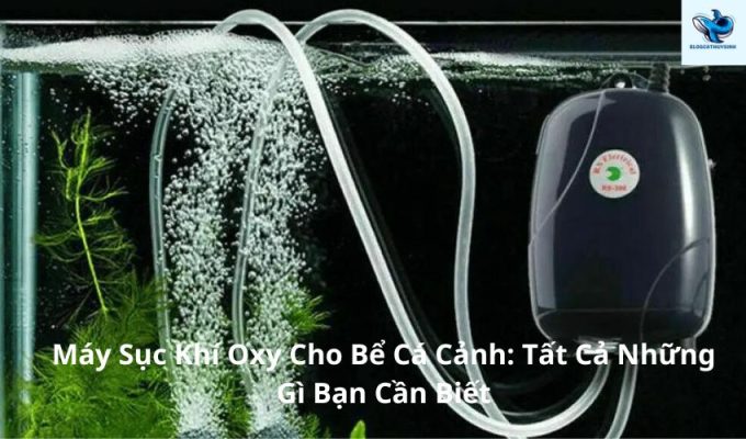 Máy Sục Khí Oxy Cho Bể Cá Cảnh: Tất Cả Những Gì Bạn Cần Biết