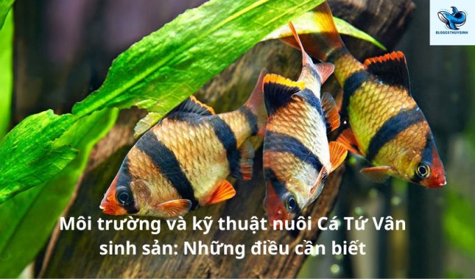 Môi trường và kỹ thuật nuôi Cá Tứ Vân sinh sản: Những điều cần biết