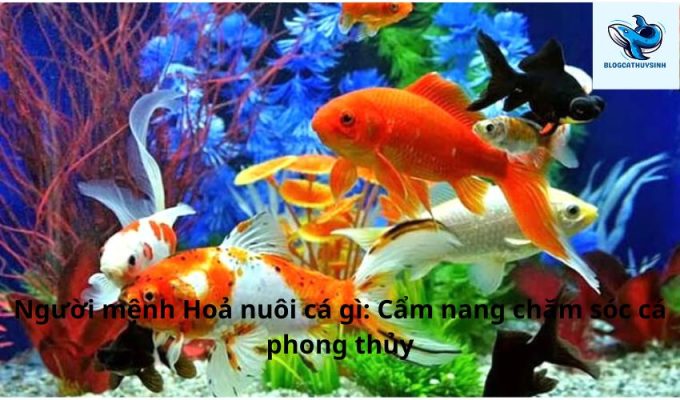 Người mệnh Hoả nuôi cá gì: Cẩm nang chăm sóc cá phong thủy