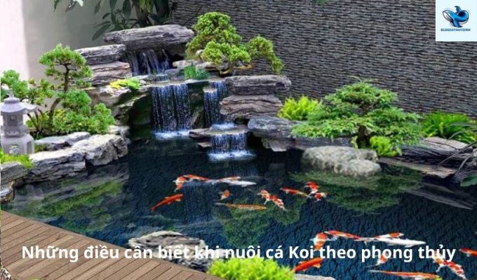 Những điều cần biết khi nuôi cá Koi theo phong thủy