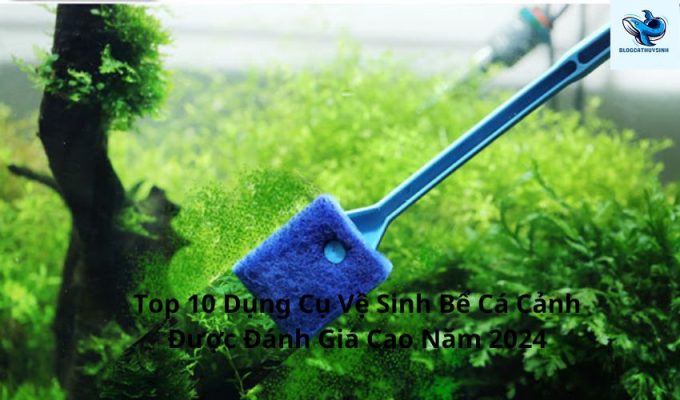 Top 10 Dụng Cụ Vệ Sinh Bể Cá Cảnh Được Đánh Giá Cao Năm 2024