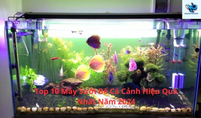 Top 10 Máy Sưởi Bể Cá Cảnh Hiệu Quả Nhất Năm 2024