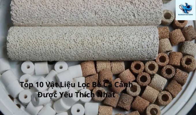 Top 10 Vật Liệu Lọc Bể Cá Cảnh Được Yêu Thích Nhất