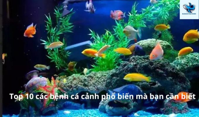 Top 10 các bệnh cá cảnh phổ biến mà bạn cần biết