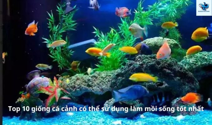 Top 10 giống cá cảnh có thể sử dụng làm mồi sống tốt nhất