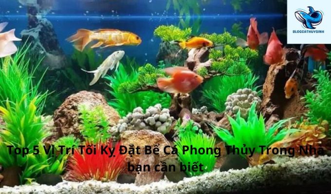 Top 5 Vị Trí Tối Kỵ Đặt Bể Cá Phong Thủy Trong Nhà bạn cần biết