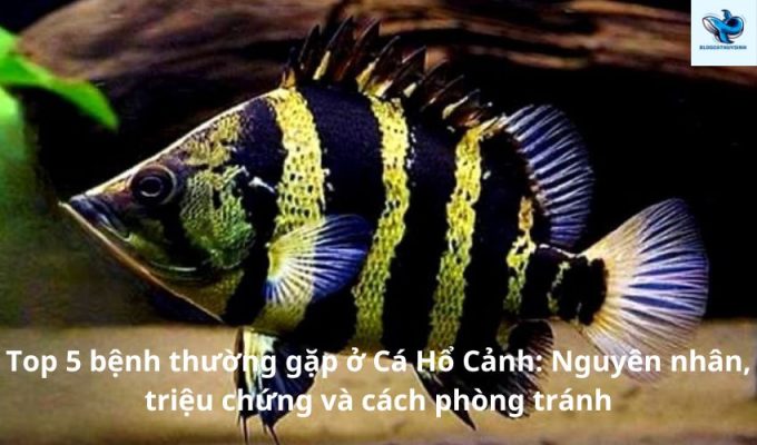 Top 5 bệnh thường gặp ở Cá Hổ Cảnh: Nguyên nhân, triệu chứng và cách phòng tránh