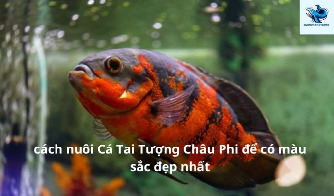 Cách nuôi Cá Tai Tượng Châu Phi để có màu sắc đẹp nhất