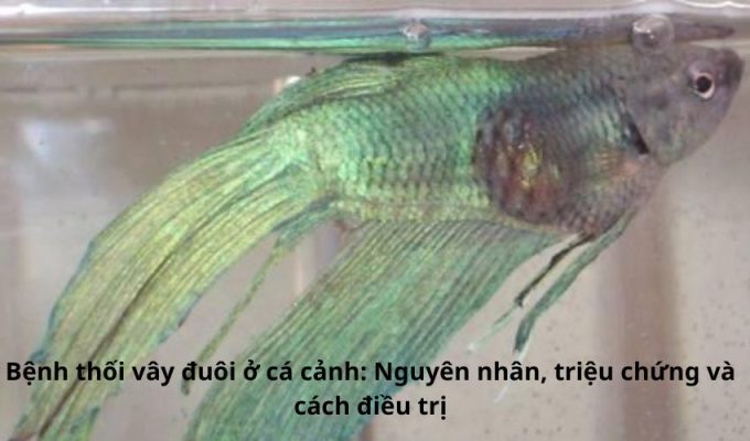 Bệnh thối vây đuôi ở cá cảnh: Nguyên nhân, triệu chứng và cách điều trị