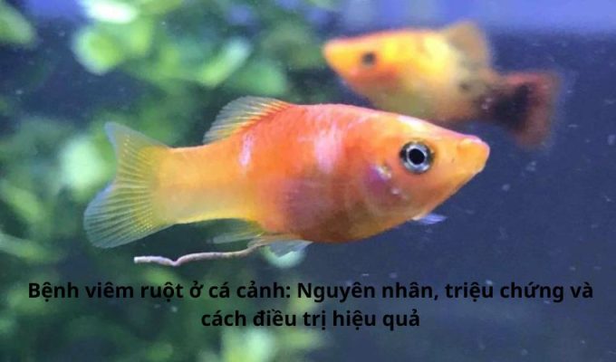 Bệnh viêm ruột ở cá cảnh: Nguyên nhân, triệu chứng và cách điều trị hiệu quả