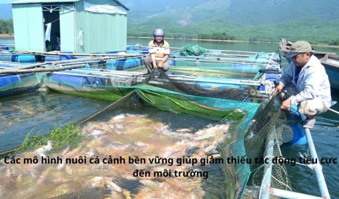 Các mô hình nuôi cá cảnh bền vững giúp giảm thiểu tác động tiêu cực đến môi trường