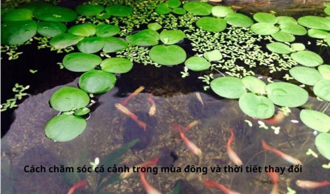 Cách chăm sóc cá cảnh trong mùa đông và thời tiết thay đổi