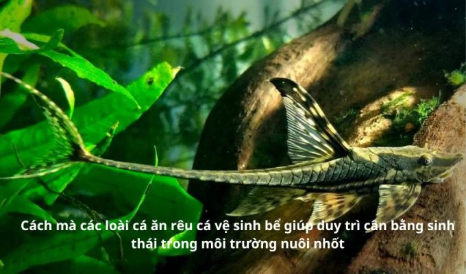 Cách mà các loài cá ăn rêu cá vệ sinh bể giúp duy trì cân bằng sinh thái trong môi trường nuôi nhốt